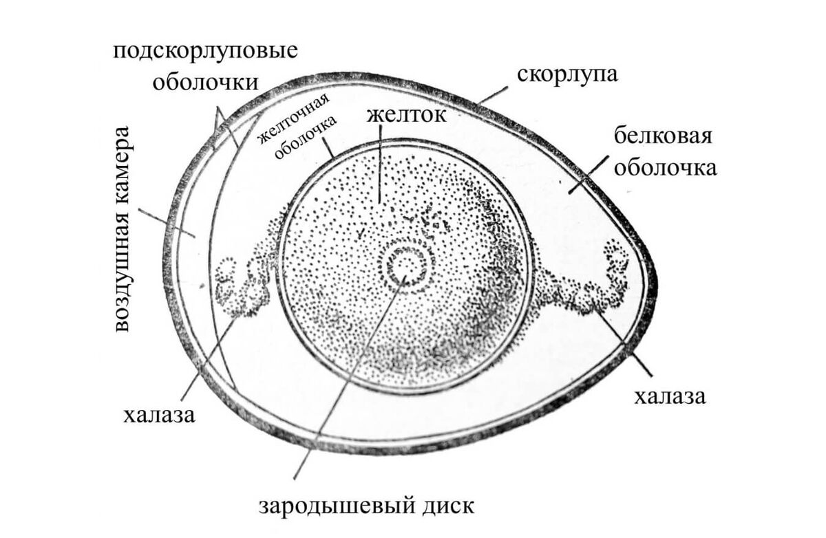    Строение куриного яйца. Источник изображения: medbiol.ru