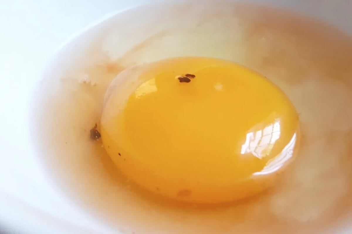    Так выглядят сомнительные пятна в желтке. Источник изображения: fresheggsdaily.blog