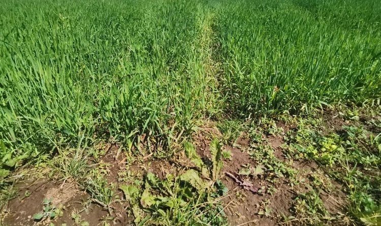    В Рязанской области в текущем сезоне вероятен ущерб озимым посевам