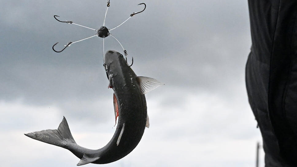 Фото: Анатолий Жданов / Коммерсантъ