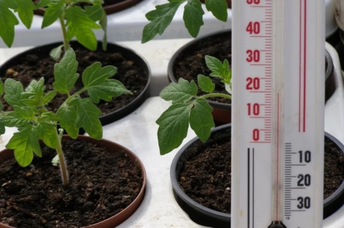    Свет, градусы, полив.