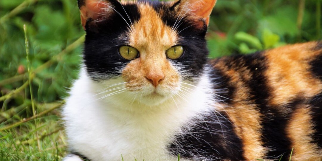 Синдром Клайнфельтера у котов: как генетическая мутация создаёт редчайших самцов