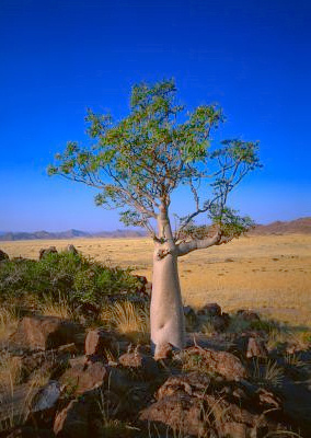 Общеизвестно, что основной проблемой многих стран, находящихся в стадии развития, является небольшая обеспеченность населения чистой питьевой водой. Из-за высокой стоимости такие государства не могут позволить строить очистные сооружения в достаточных количествах. Есть ли какие-либо недорогие системы, которые позволят бедным людям получить доступ к питьевой воде? Оказывается, есть. Например, семена дерева Moringa могут быть использованы в качестве достаточно эффективного осветлителя воды в системах очистки.