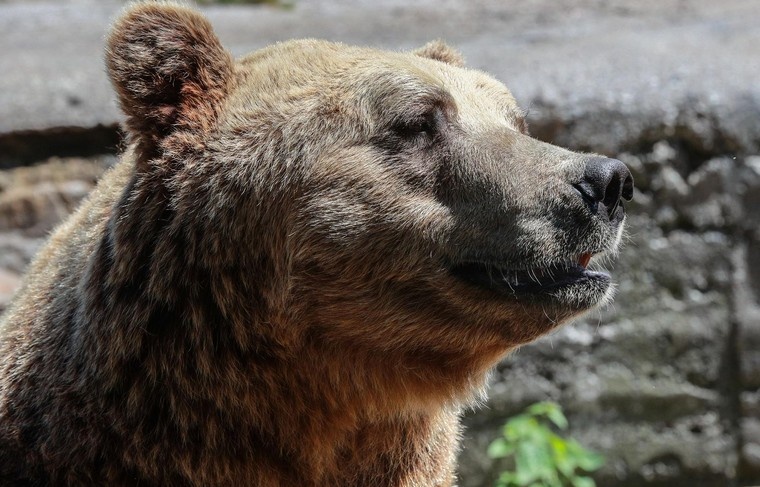    Сергей Булкин/NEWS.ru