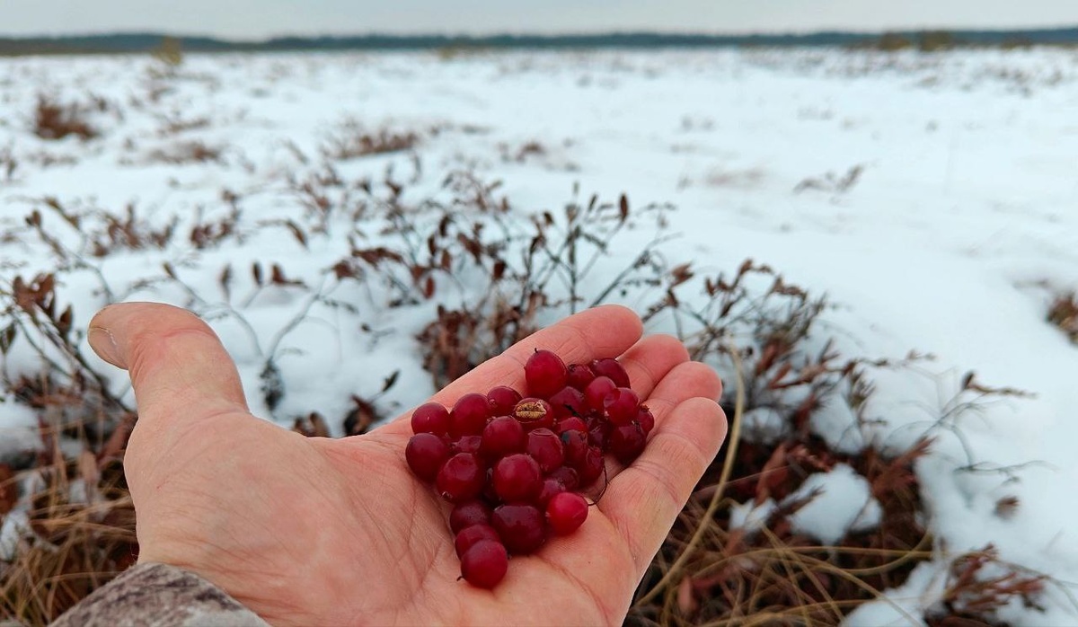    Фото: телеграм-канал биолога Павла Глазкова в телеграм-канале «Каждой твари по паре».