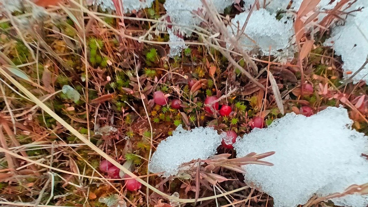   Фото: телеграм-канал биолога Павла Глазкова в телеграм-канале «Каждой твари по паре».