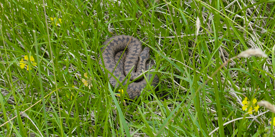 Медленно отходить и не провоцировать: что нужно делать при встрече со змеёй