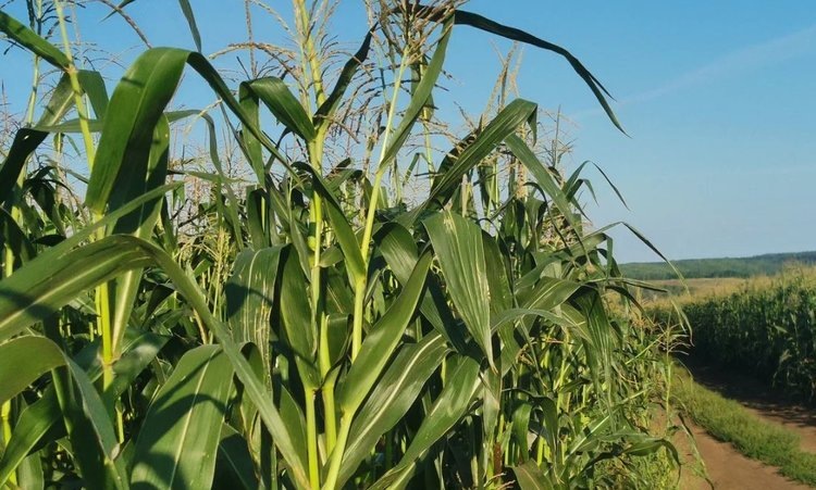    Кабардино-Балкария серьезно наращивает отгрузку зерновых культур