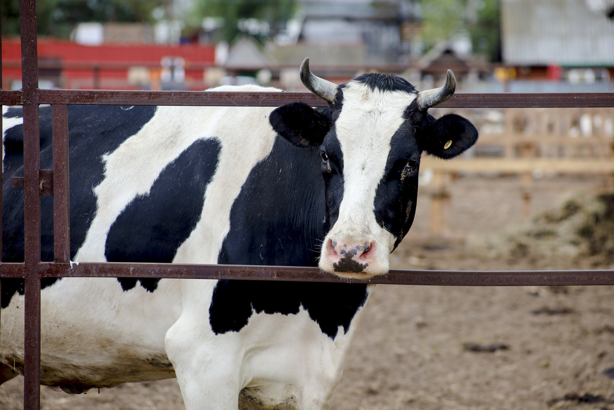 Количество коров уменьшилось на 27 тысяч голов.  Фото: Фото: ФедералПресс / Елена Майорова