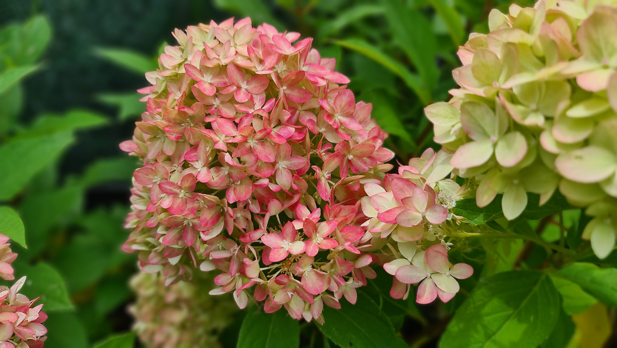 Больше всего я ценю Би Грин за большое количество оттенков на цветках. На фото 20 августа.