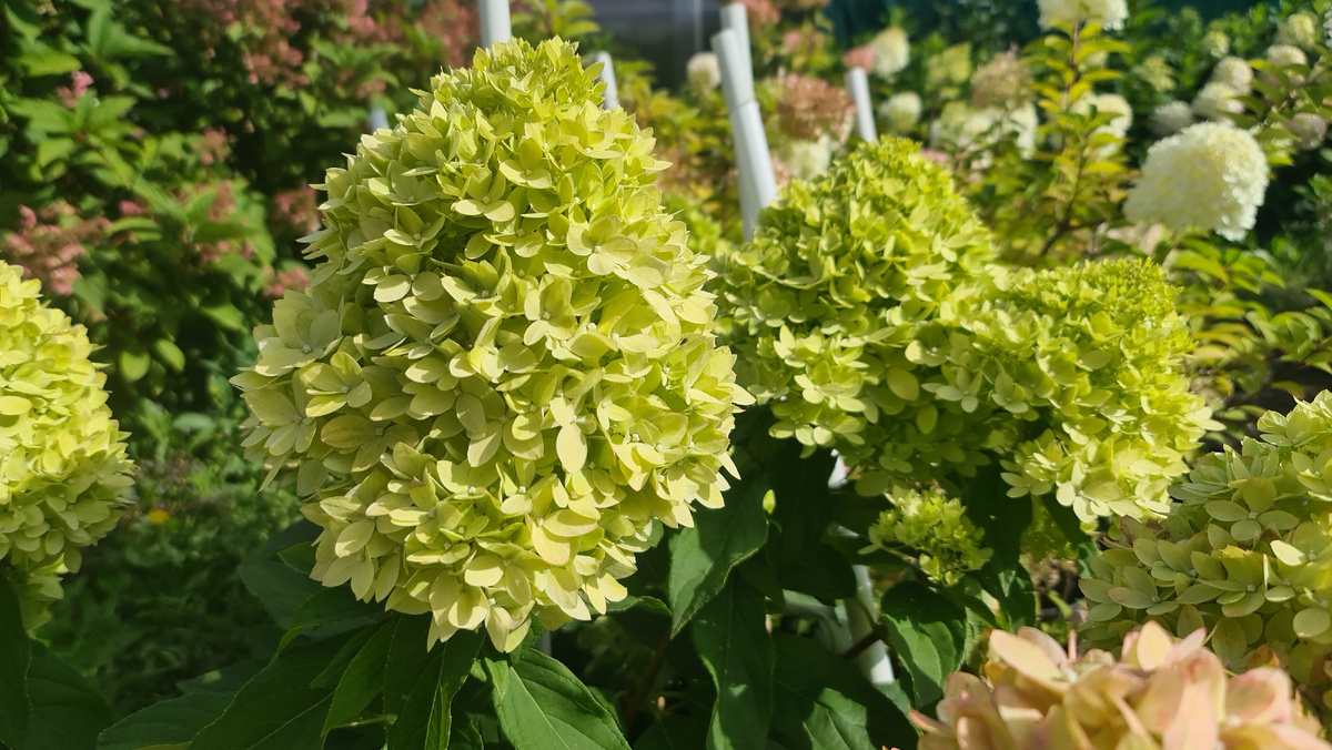 15 июля. Начало цветения. Зеленый переливается на солнце