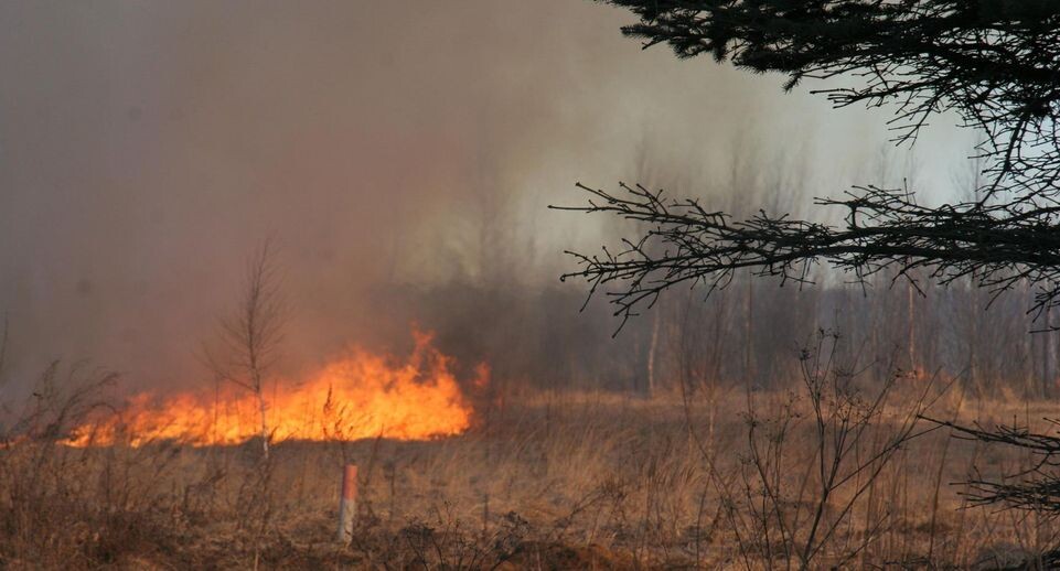    Пресс-служба Министерства сельского хозяйства и продовольствия Московской области