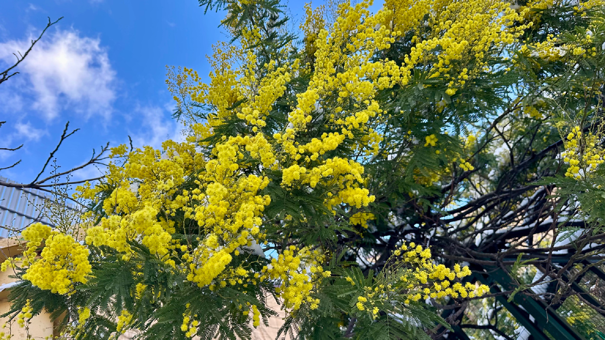 Мимоза в Сочи встречает вас уже из иллюминаторов самолета