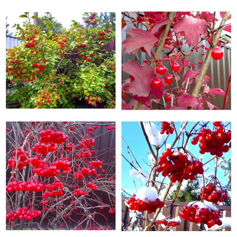 Калина красная