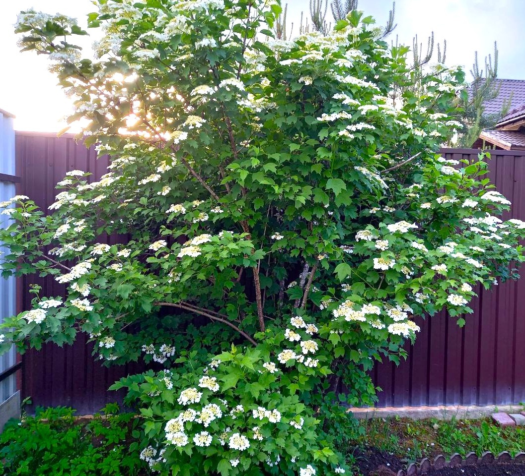 Калина красная весной