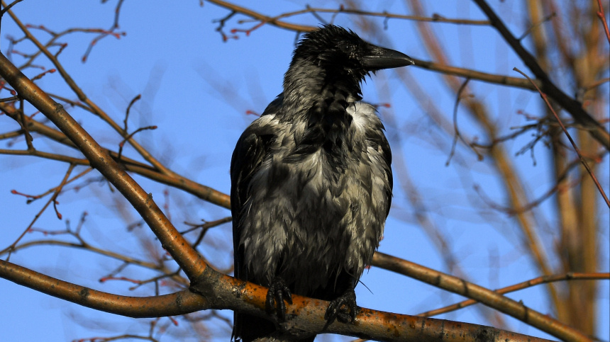    Фото: © РИА Новости/Максим Блинов; 5-tv.ru