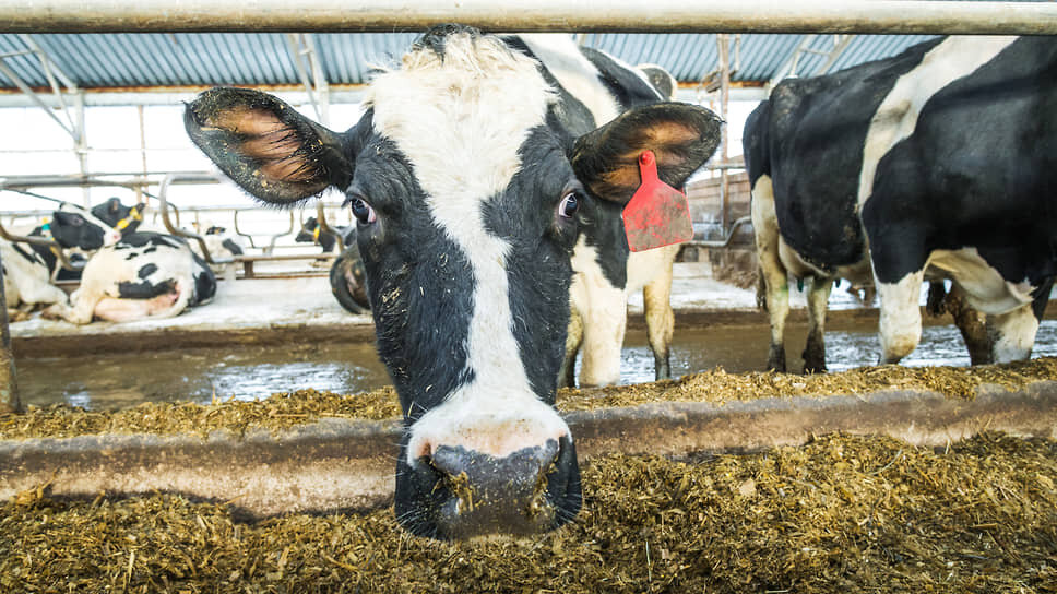 Фото: Олег Харсеев / Коммерсантъ