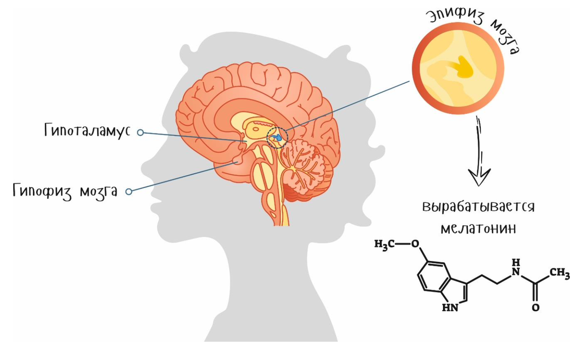 Материал для статьи взят из моей книги "Еда-как лекарство" в 2х томах.