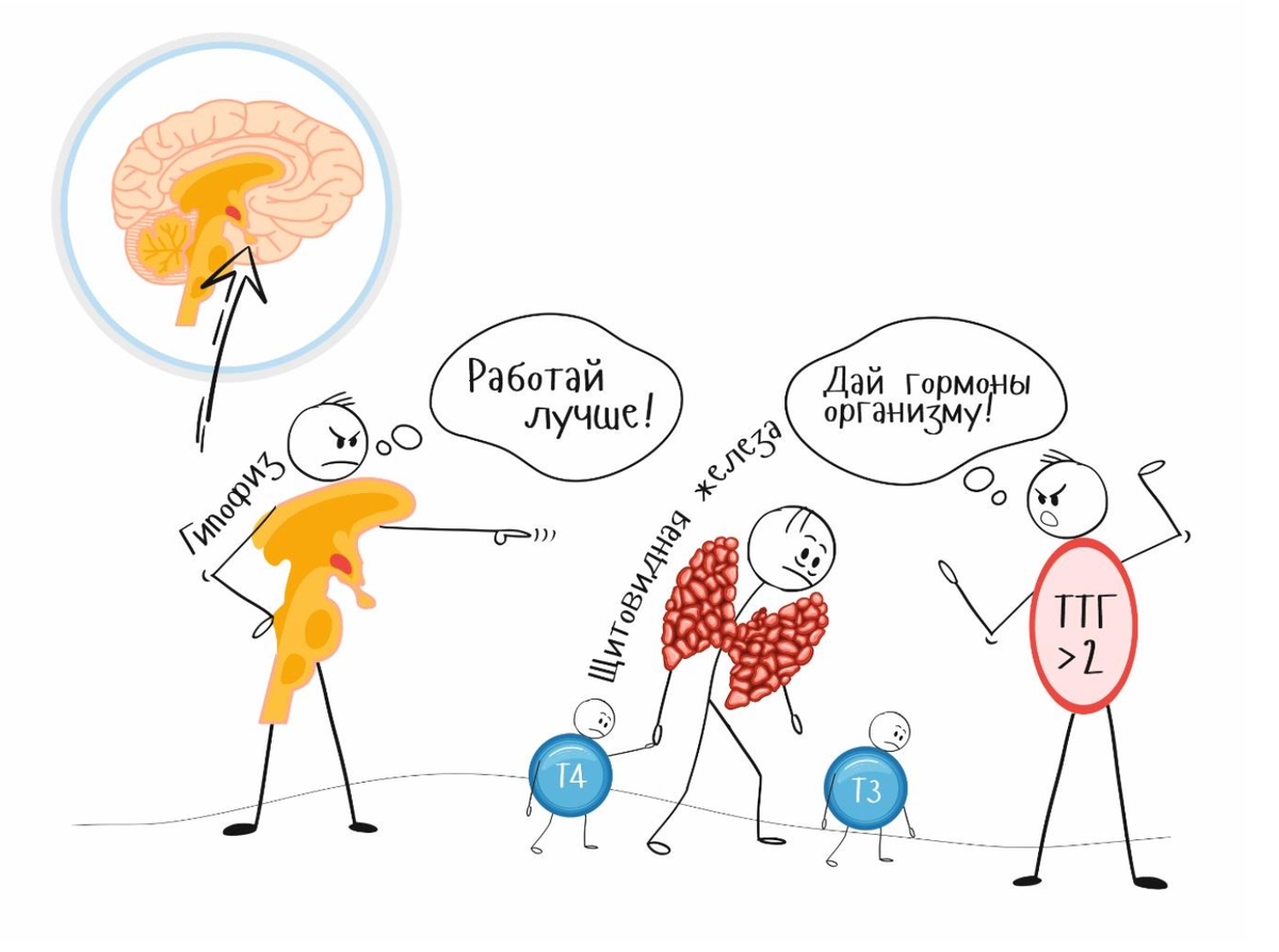 Материал для статьи взят из моей книги "Еда-как лекарство" в 2х томах