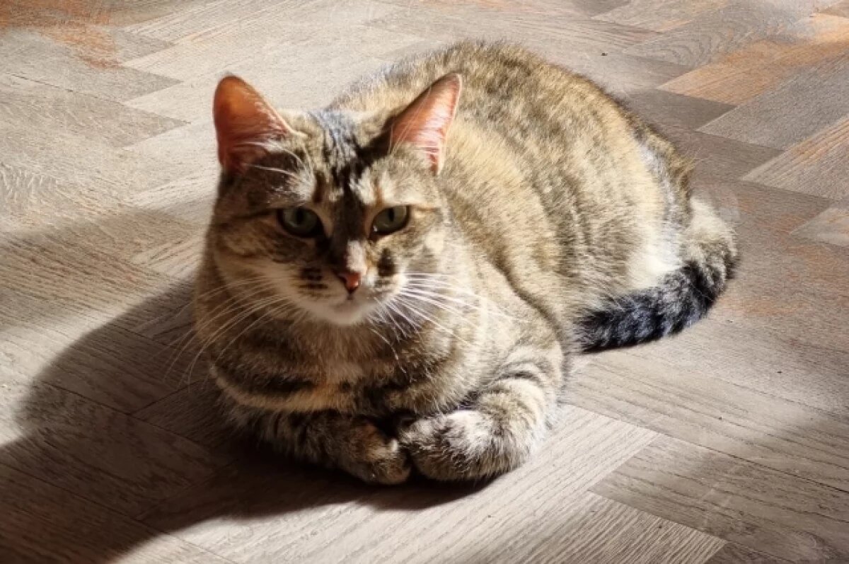    Кошка Маша из Пскова вышла в финал конкурса Министерства культуры РФ