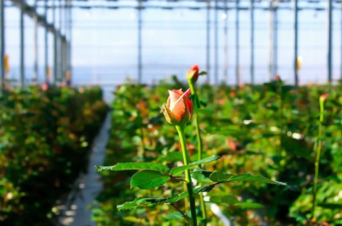    Мишустин: западные санкции не смогли лишить российских женщин цветов