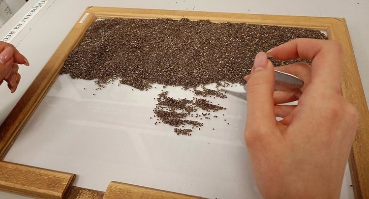    В Россию стали завозить больше семян чиа с ростом тренда на здоровое питание