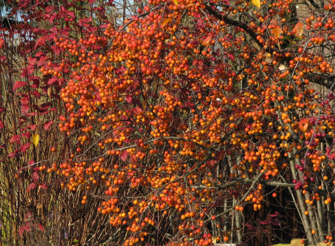Декоративная яблоня в саду Лады Писаренко (Васька), одного из ведущих экспертов форума websad.ru, фото из архива Лады