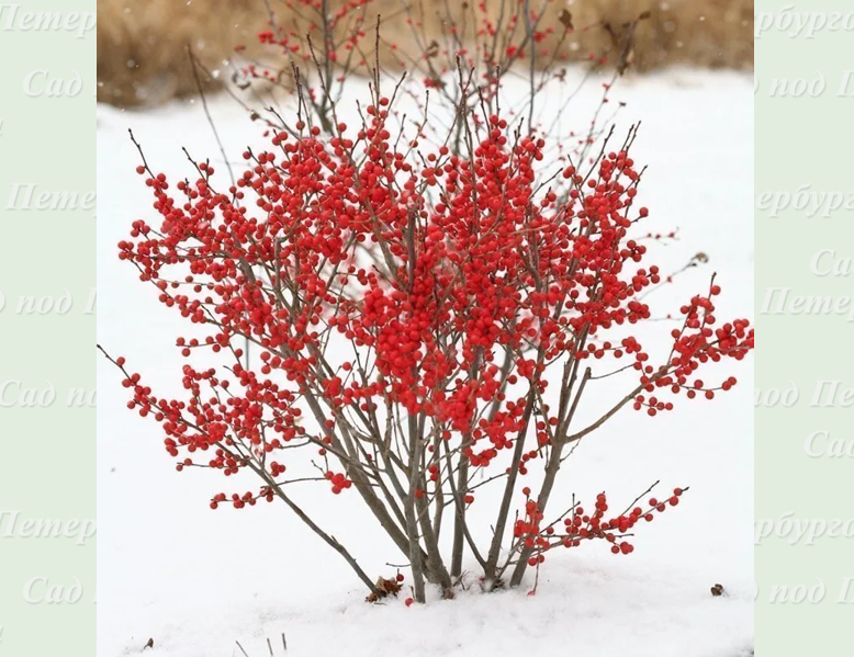 Падуб гибридный "Berry Poppins", источник provenwinnerscolorchoice.com
