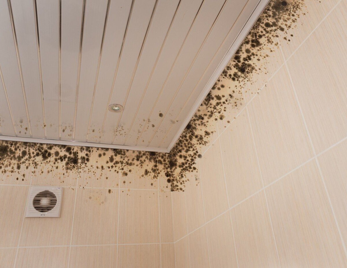 Вот к чему может привести плохая вентиляция.