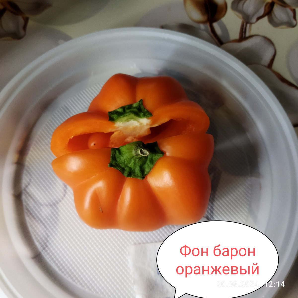 Вот такой он, этот забытый сорт. Дата фото 20 августа 24 год