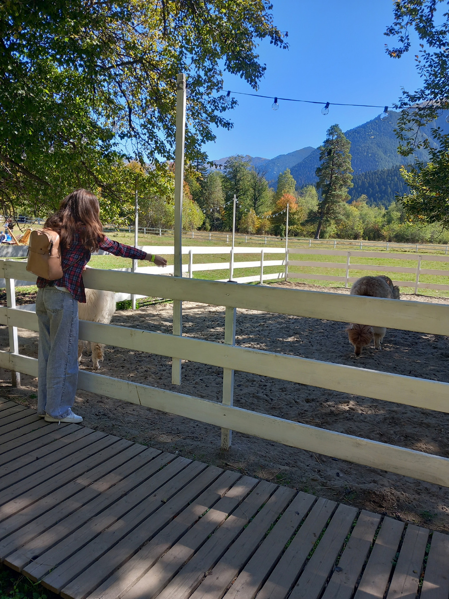 Посещение фермы альпак, фото автора.