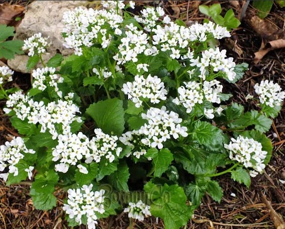 Источник https://botanicallyinclined.org/seeds-shop/pachyphragma-macrophyllum-seeds/