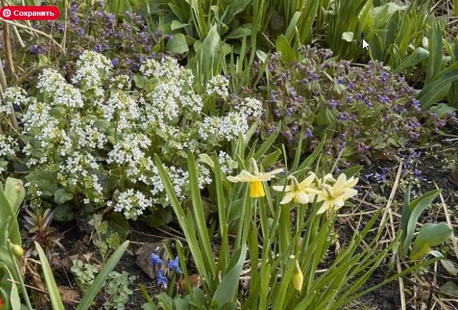 Источник: https://www.perennialmeadows.com/2024/03/pachyphragme-macrophyllum-a-spectacular-ground-cover-perennial/