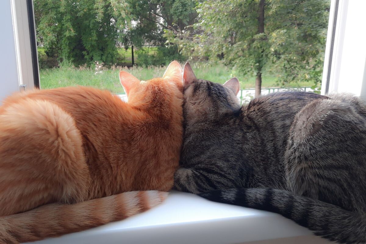 Два кота на подоконнике смотрят в окно