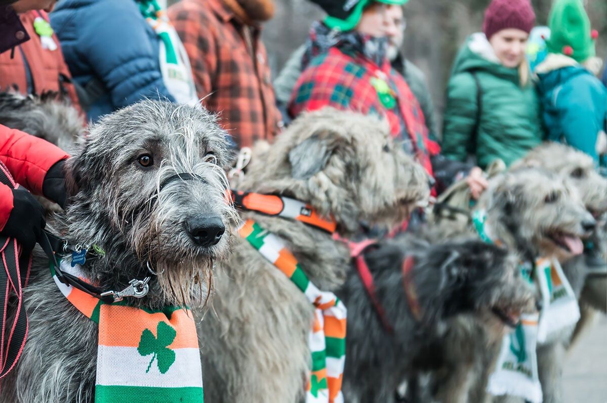 День святого Патрика празднуют не только люди, но и собаки. Источник: OlegDoroshin / Shutterstock📷
