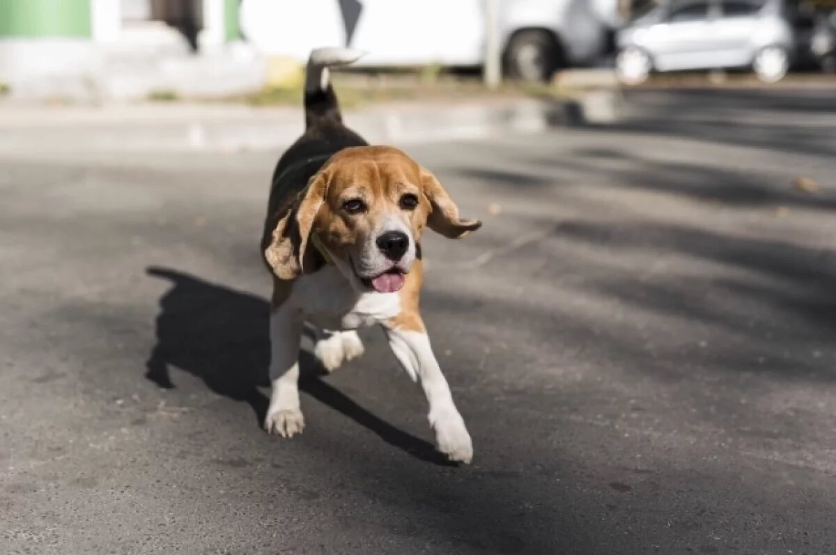    В Ярославле откроют областной центр отлова собак