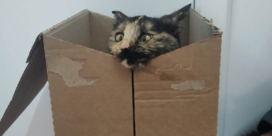 Срочный сбор на передержку после стерилизации на кошек из Дюртюлей. Им даже ночью негде спрятаться.