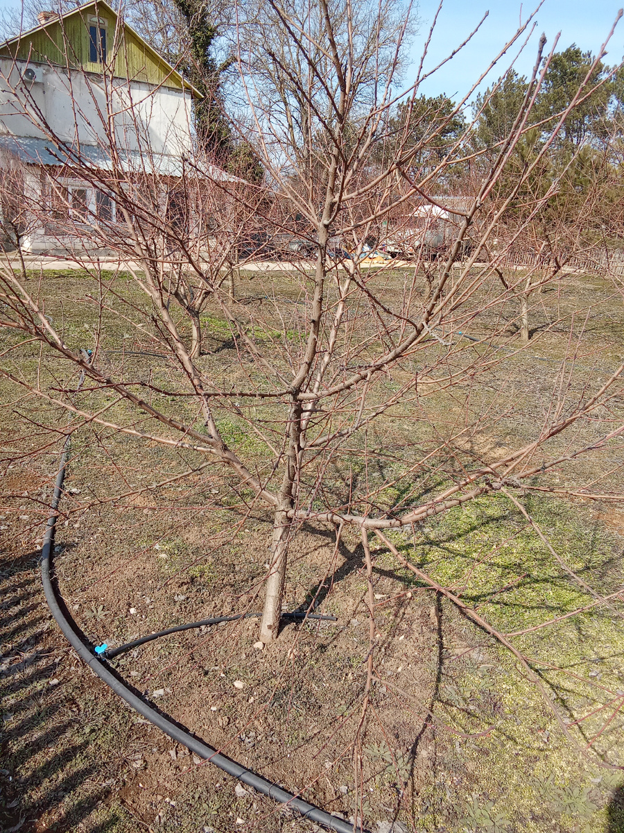Персик на третьем году высадки. Сорт не важен.