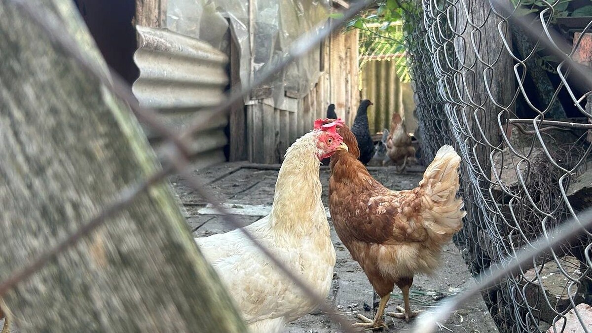    Фото: телеканал «Краснодар»