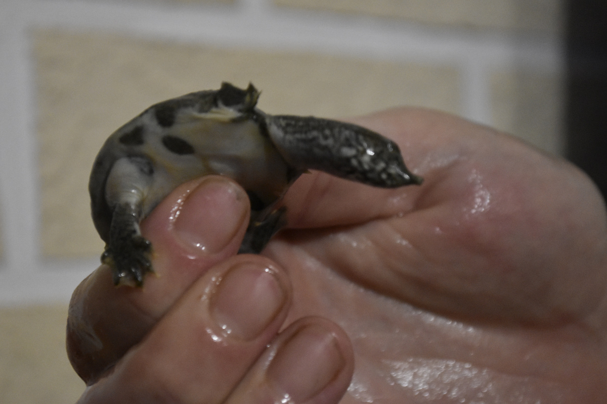 Таксия черепашка живёт у Дворниковых, она мягкотелая.