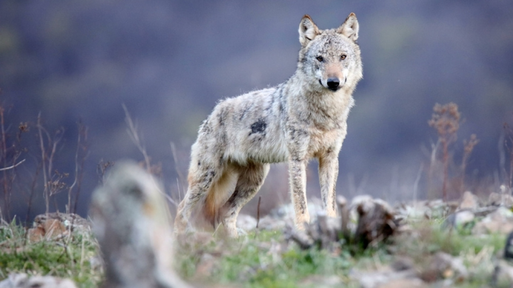    ФОТО: PHOTOAGENCY INTERPRESS/GLOBAL LOOK PRESS