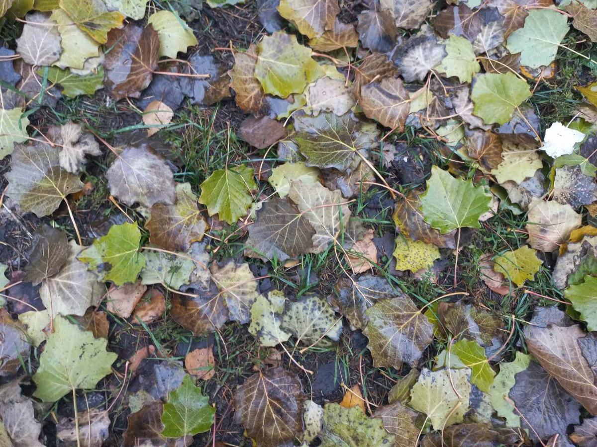 Фото автора.