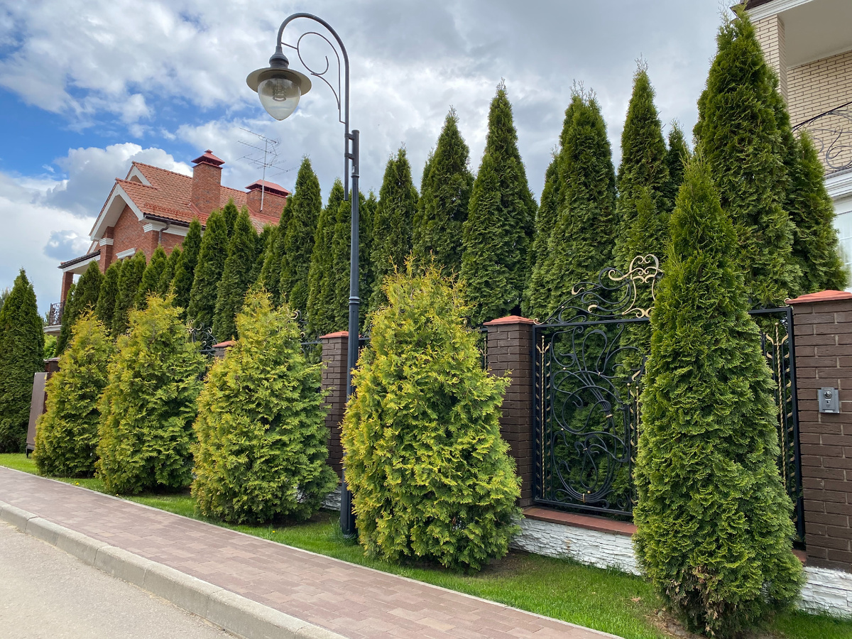 Живая изгородь