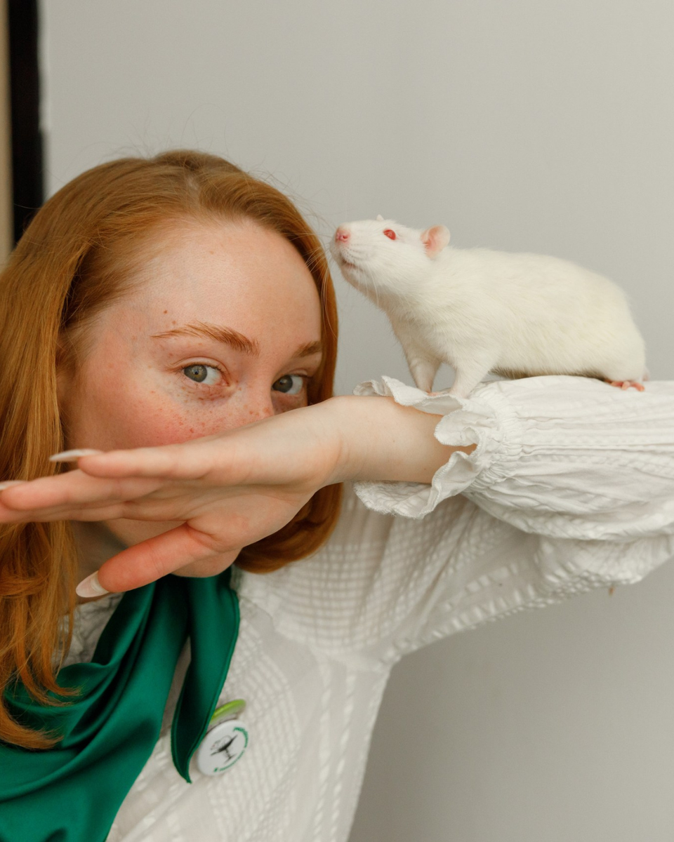 Специальными гостями фестиваля стали не только кошки, но и крысы, мыши, морские свинки и хорьки