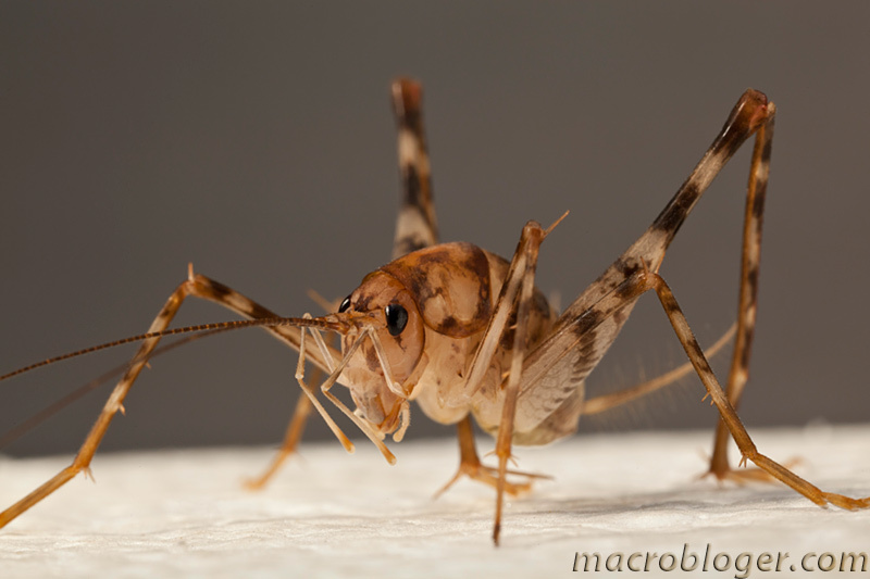 Кузнечик пещерный Rhaphidophoridae Walker