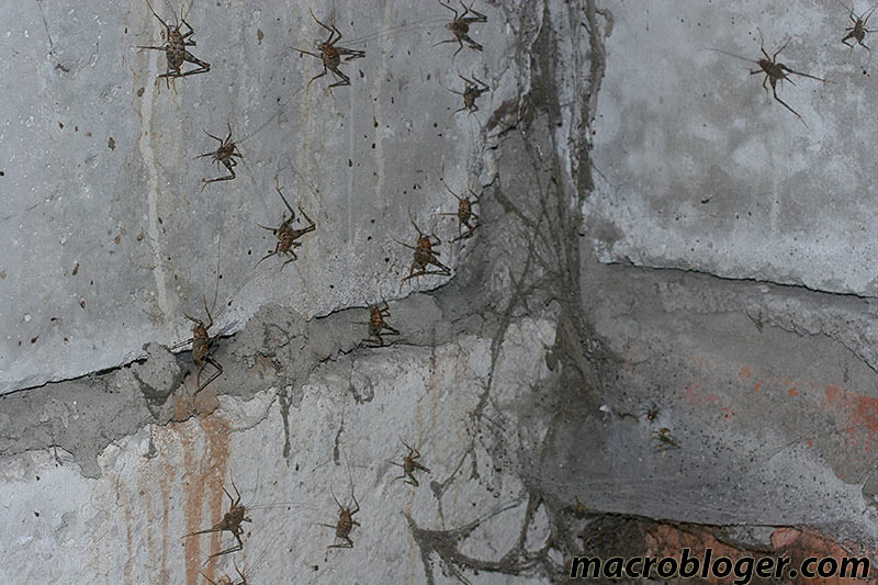 Кузнечик пещерный Rhaphidophoridae Walker