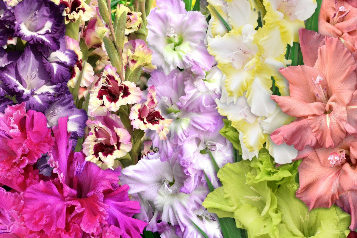 Вертикальные соцветия гладиолусов, напоминающие застывшую цветную пену, давно покорили сердца любителей цветов. Пышные рюши, фантастические окраски, волны, гофре и складки на лепестках – чудо как хороши! Дарим вам букет из гладиолусов с поля «Русского Огорода», слева направо: фиолетовый с белыми стрелками ВЕЧЕРНЯЯ ЗВЕЗДА (селекционер Лабазнов), малинвоый СУМЕРКИ (селекционер Васильев), биколор СМУТНИ АКАНТ (Мимранек), сиреневый ГОЛУБАЯ МЕТЕЛЬ (селекционер Трифонов), биколор МИГ УДАЧИ (селекционер Ушаков), зелёный ЗЕЛЁНЫЙ ЛЁД (селекционер Васильев), кофейный КОФЕ СО СЛИВКАМИ (селекционер Дыбов). 