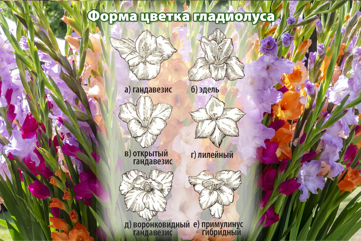 Изображения фрмы цветков гладиолуса с сайта: www.gladmania.narod.ru