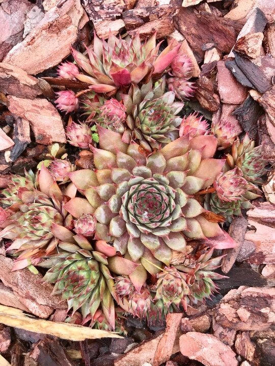 Живучка в моем рокарии.