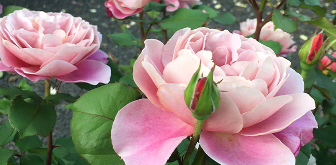 роза "Дальние барабаны"